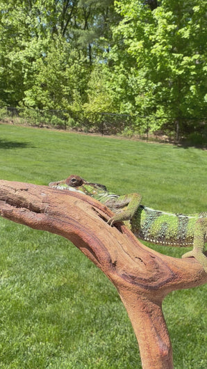 flash-jr-aslan-male-chameleon