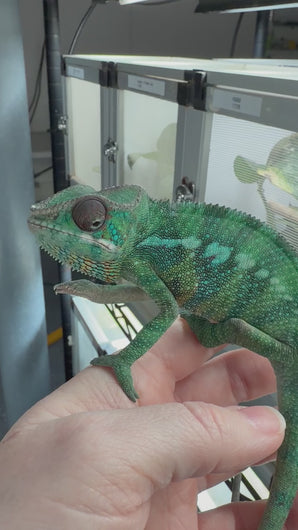 Calm juvenile Ambilobe Panther Chameleon displaying vibrant teals and blues, completely relaxed and confident