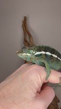 Load and play video in Gallery viewer, Video of jewel-toned juvenile male Ambilobe Panther Chameleon from Aslan × Flash Jr., showing calm and handleable behavior.
