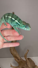 Load and play video in Gallery viewer, Close-up video of Nosy Be Panther Chameleon’s shifting colors under natural light
