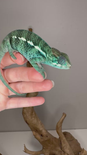 Close-up video of Nosy Be Panther Chameleon’s shifting colors under natural light