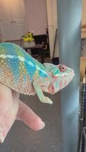 Load and play video in Gallery viewer, Ambilobe Panther Chameleon young male calmly exploring enclosure showing early blue and green coloration
