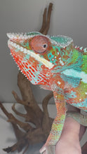 Load and play video in Gallery viewer, AMBILOBE Panther Chameleon: (B3)
