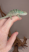 Load and play video in Gallery viewer, Young male Panther Chameleon growing and developing his adult colors, showing the transformation that makes raising a chameleon from a young age special.
