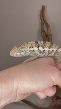 Load and play video in Gallery viewer, Unicorn Surprise Panther Chameleon mystery hatch showing creamy whites with emerging red and blue coloration
