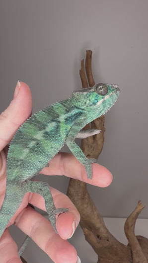Juvenile Ambilobe Panther Chameleon with deep teal and blue coloration, calm and observant in enclosure