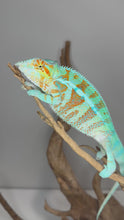 Load and play video in Gallery viewer, 💎 Stunning Adult Ambanja Panther Chameleon Holdback – Vibrant Turquoise with Red/Orange Barring | H8
