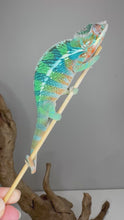 Load and play video in Gallery viewer, Video of Rainbow Skittles Panther Chameleon’s green and blue tail pattern

