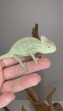 Load and play video in Gallery viewer, Video thumbnail of hand-raised baby veiled chameleon exploring
