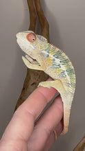 Load and play video in Gallery viewer, 🌈 Young Male Ambilobe Panther Chameleon | Flash Jr. x Aslan - Bold Coloration, Friendly Temperament | E34
