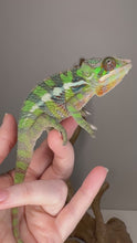 Load and play video in Gallery viewer, Video of juvenile Sambava x Ambilobe Panther Chameleon exploring, showing emerging red and green colors and friendly behavior

