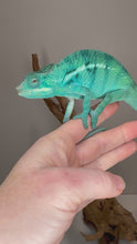 Load and play video in Gallery viewer, Video of True Blue Nosy Be Panther Chameleon active and exploring

