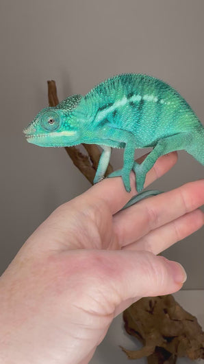 Video of True Blue Nosy Be Panther Chameleon active and exploring