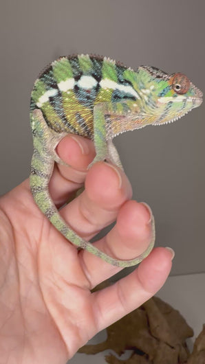 Video of Juvenile Sambava x Ambilobe Panther Chameleon showing bold red and green colors