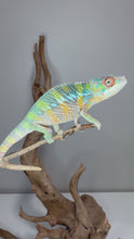 Load and play video in Gallery viewer, Young male Ambilobe Panther Chameleon displaying vibrant red, blue, and turquoise coloration from Flash Jr. x Aslan bloodlines while exploring his enclosure.
