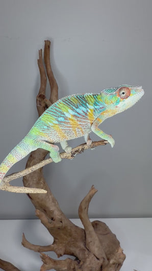 Young male Ambilobe Panther Chameleon displaying vibrant red, blue, and turquoise coloration from Flash Jr. x Aslan bloodlines while exploring his enclosure.