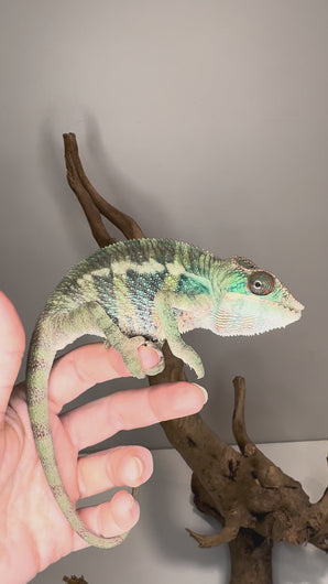 Video of the juvenile Rainbow Skittles Panther Chameleon from Aslan × Flash exploring its enclosure, showing bright red, green, blue, and yellow tones.