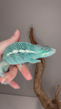 Load and play video in Gallery viewer, Video of young Nosy Be panther chameleon with developing sky-blue coloration, calm temperament, and alert behavior
