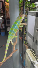 Load and play video in Gallery viewer, AMBILOBE Panther Chameleon: (E12)
