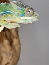 Load and play video in Gallery viewer, Video of panther chameleon&#39;s calm temperament.

