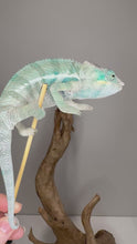 Load and play video in Gallery viewer, Video of awesome blue ambanja chameleon at FramsChams.com
