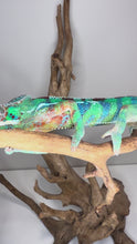 Load and play video in Gallery viewer, Sub-adult male Ambilobe Panther Chameleon displaying green coloration with bright blue barring, alert and active
