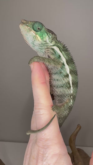 Side view of a calm, curious Ambanja male observing his surroundings.