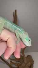 Load and play video in Gallery viewer, Video of juvenile Ambanja Panther Chameleon from Avatar x Blue Magic bloodline
