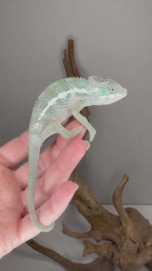 Calm & Shy Ambanja Panther Chameleon – Blue/Green Male | FramsChams