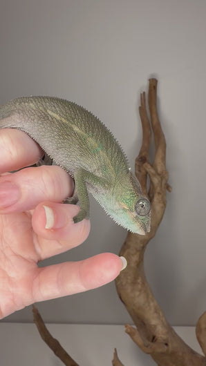young F1 ankify panther chameleon male climbing branch with early color development and strong future color potential