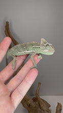 Load and play video in Gallery viewer, Juvenile male Veiled Chameleon showing bright green and gold colors
