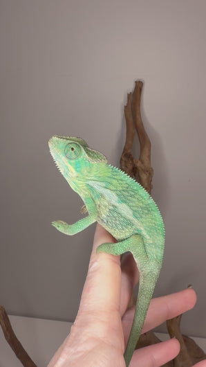 Video of a calm, slightly older male Aslan x Flash Jr. Panther Chameleon exploring, climbing, and showing vibrant colors.
