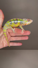 Load and play video in Gallery viewer, SAMBAVA Panther Chameleon: Marley x Mabel (E27)
