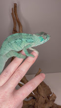 Load and play video in Gallery viewer, Juvenile Ambilobe Panther Chameleon displaying developing teal and blue coloration from red and blue lineage
