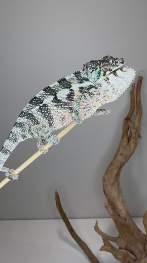 Spicy Meatball Red Panther Chameleon juvenile male displaying fiery reds and curious temperament