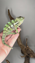 Load and play video in Gallery viewer, Video of the Quiet Mystery Panther Chameleon exploring its enclosure, showing soft green and blue tones and calm, curious behavior.
