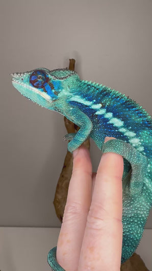Video of Bright blue and green Ambanja Panther Chameleon for sale
