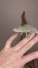 Load and play video in Gallery viewer, Young male Ambilobe Panther Chameleon perched calmly in enclosure, showing alert eyes, gentle movements, and early stages of developing coloration and pattern changes over time.
