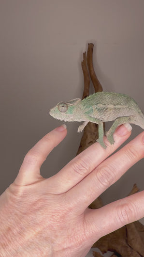 Young male Ambilobe Panther Chameleon perched calmly in enclosure, showing alert eyes, gentle movements, and early stages of developing coloration and pattern changes over time.