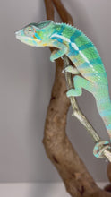 Load and play video in Gallery viewer, AMBANJA Panther Chameleon: (E21)
