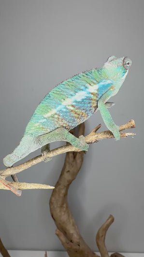 Video of young Ambilobe Panther Chameleon displaying emerging rainbow coloration and calm temperament