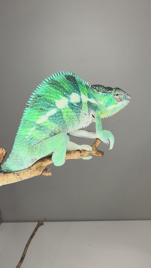 Male Ankify Panther Chameleon from wild lineage showing emerging turquoise dorsal crest and vibrant greens