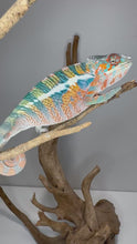 Load and play video in Gallery viewer, Video of shy juvenile Ambilobe Panther Chameleon from Aslan x Flash bloodline, exploring and showing early colors
