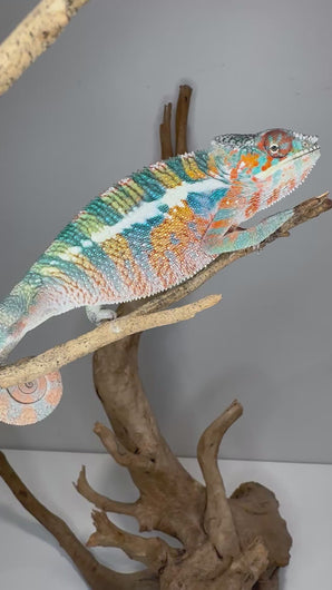 Video of shy juvenile Ambilobe Panther Chameleon from Aslan x Flash bloodline, exploring and showing early colors