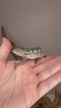 Load and play video in Gallery viewer, Young male Panther Chameleon with developing green and turquoise coloration, captive bred by FramsChams. Watch his colors emerge as he grows and matures.
