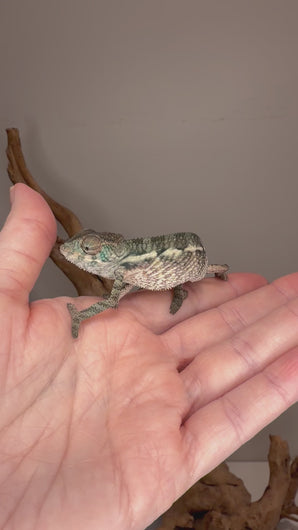 Young male Panther Chameleon with developing green and turquoise coloration, captive bred by FramsChams. Watch his colors emerge as he grows and matures.