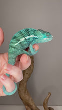 Load and play video in Gallery viewer, Nosy Be Panther Chameleon fired up with intense blue coloration

