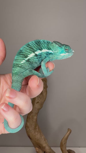 Nosy Be Panther Chameleon fired up with intense blue coloration