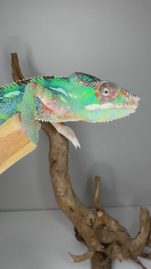 Video of juvenile Ambilobe Panther Chameleon showing early blue bar coloration.