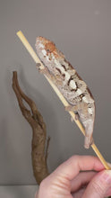 Load and play video in Gallery viewer, Pet-friendly juvenile female Sambava Panther Chameleon
